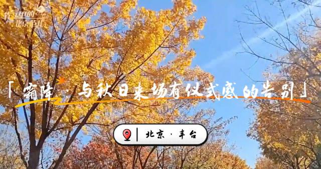 北京冬日序曲惊艳上线!丰台红叶菊海与古寺同框,治愈系美景刷屏全网